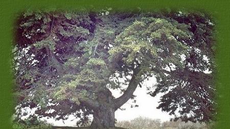 L'arbre à soucîs